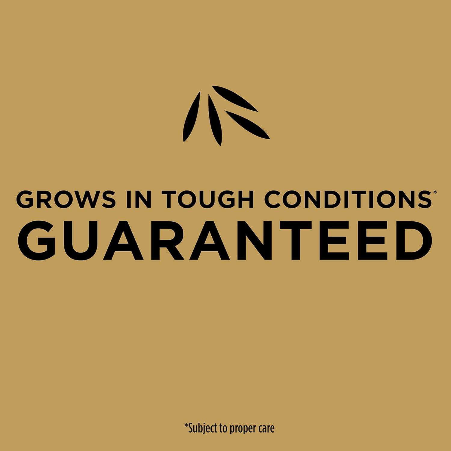 image:imageScotts EZ Seed Patch amp Repair Tall Fescue Lawns Combination Mulch Grass Seed and Fertilizer for Bare Spots and Repair Grows Anywhere 375 lb Brown375 lb