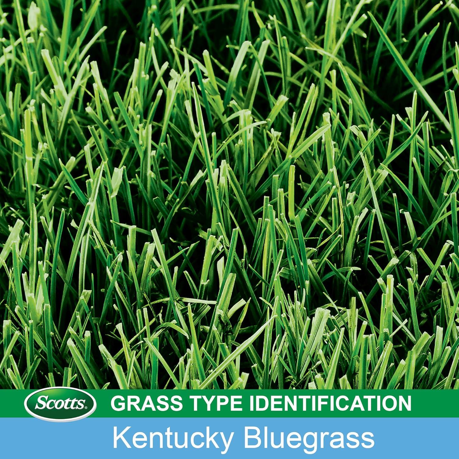 image:imageScotts Turf Builder Grass Seed Kentucky Bluegrass Mix with Fertilizer and Soil Improver Grows Dense Green Turf 56 lbs7 lb