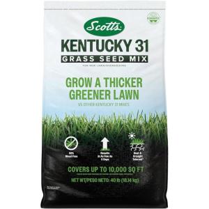 Scotts Kentucky 31 Grass Seed Mix for New Lawns or Overseeding – Lawn Grass Seed That Grows Thicker and Greener vs. Other Kentucky 31 Mixes, Covers up to 5,000 sq. ft.(40 lb)